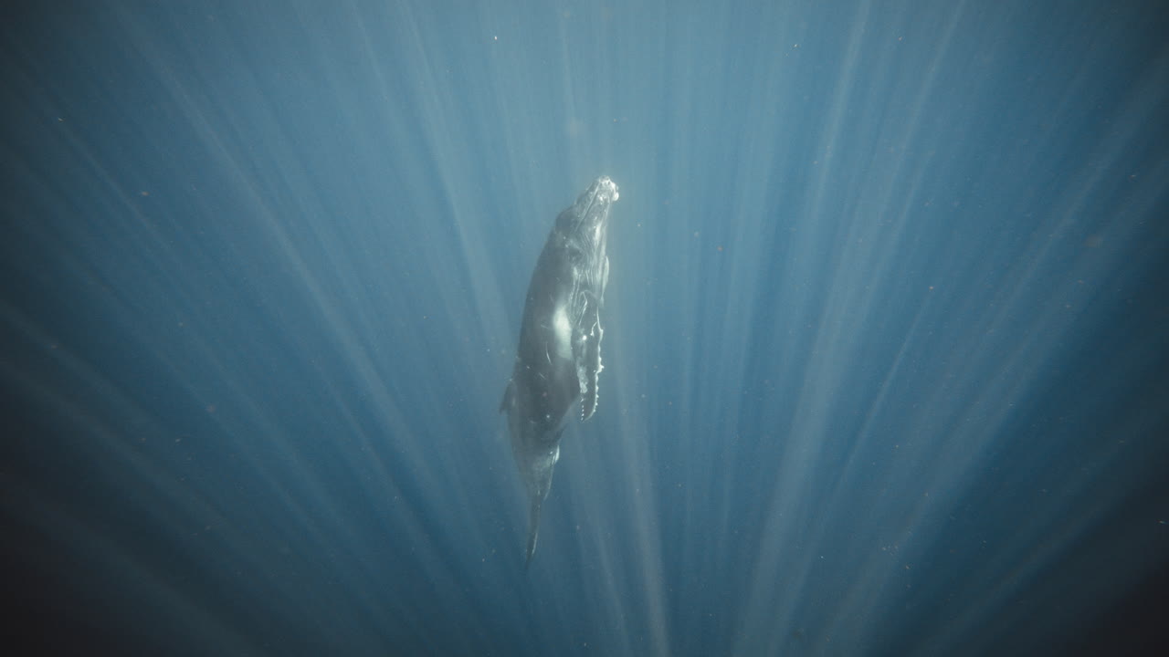 Humpback whale rises from depths of ocean as light rays pull into darkness