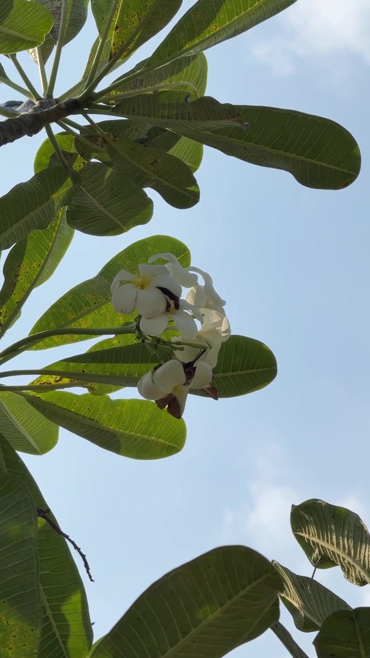 Fiori di plumeria bianchi che sbocciano contro un cielo azzurro limpido