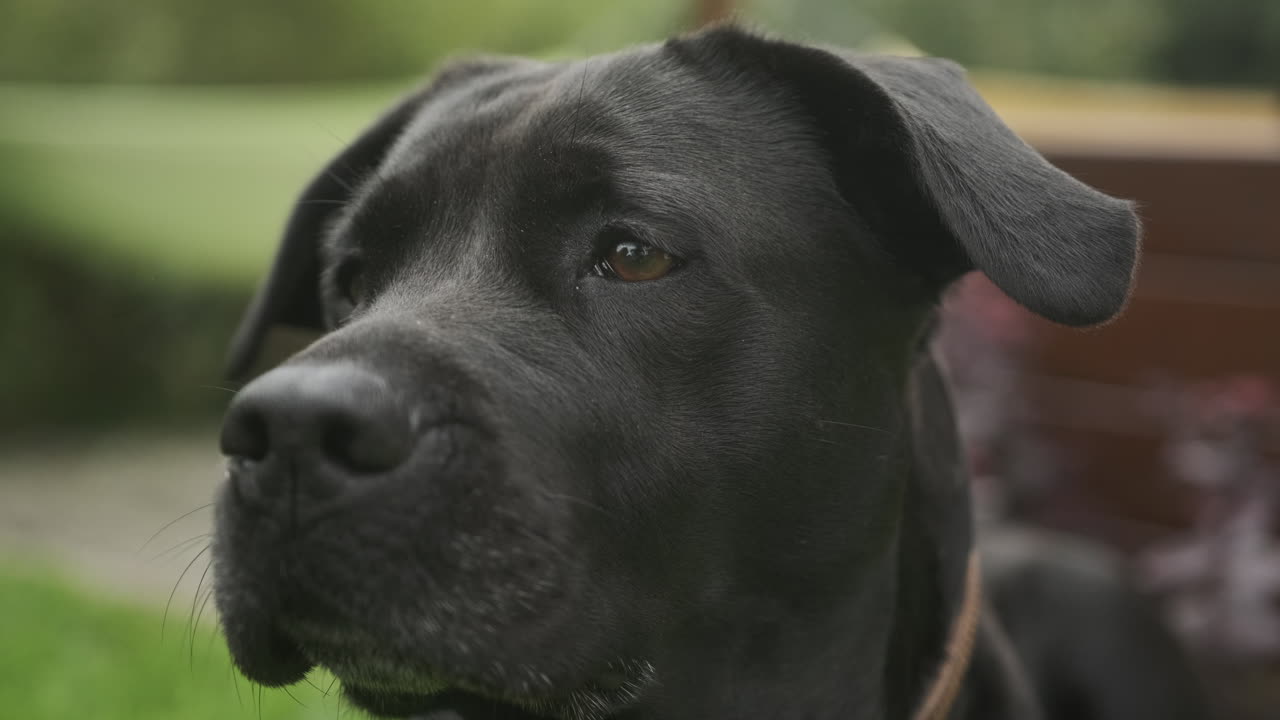 primer plano de un perro labrador negro sentado y mirando alrededor en el jardín de hierba verde durante el día