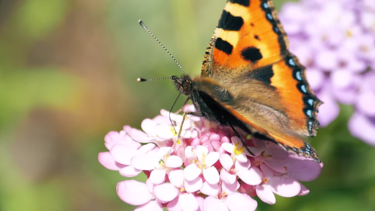 Una farfalla Vanessa del cardo usa la sua proboscide per nutrirsi da un fiore rosa nell'estate europea.