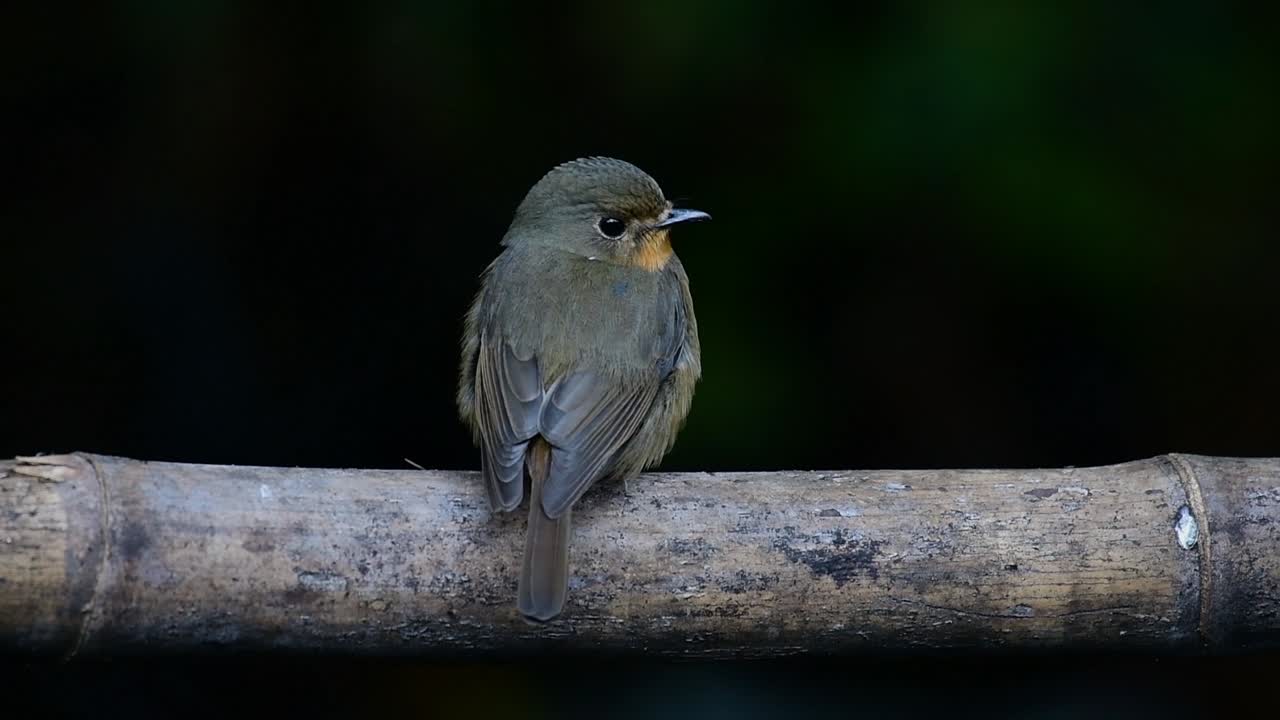 papamoscas azul de la colina posado en un bambú, cyornis whitei