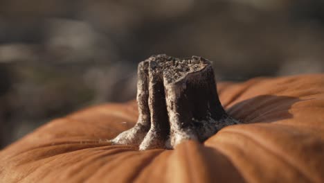 stub of a pumpkin clipped from its vine