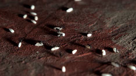 hundreds of ants walking on the concrete floor in the city while carrying rice grains in a row towards their anthill