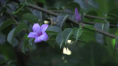 footage of a blooming flower attracting bees