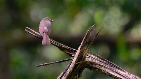 El-Papamoscas-Azul-De-La-Colina-Se-Encuentra-En-Un-Hábitat-De-Gran-Altura,-Tiene-Plumas-Azules-Y-Un-Pecho-Anaranjado-Para-El-Macho,-Mientras-Que-La-Hembra-Es-De-Color-Marrón-Canela-Pálido-Y-También-Con-Un-Pecho-Anaranjado-En-Transición