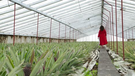 Mujer-Caminando-Descalza-Por-Un-Sendero-Entre-Invernaderos-De-Piñas-Cultivadas,-Azores