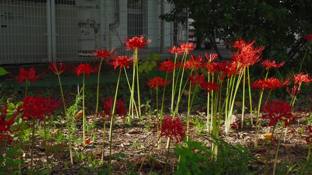 A cluster of vibrant red Spider Lilies (Higanbana) blooming in dappled sunlight against a dark, urban background