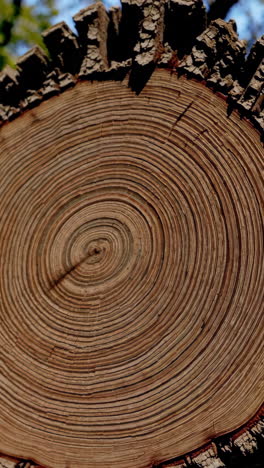 primer plano de una sección transversal del tronco de un árbol