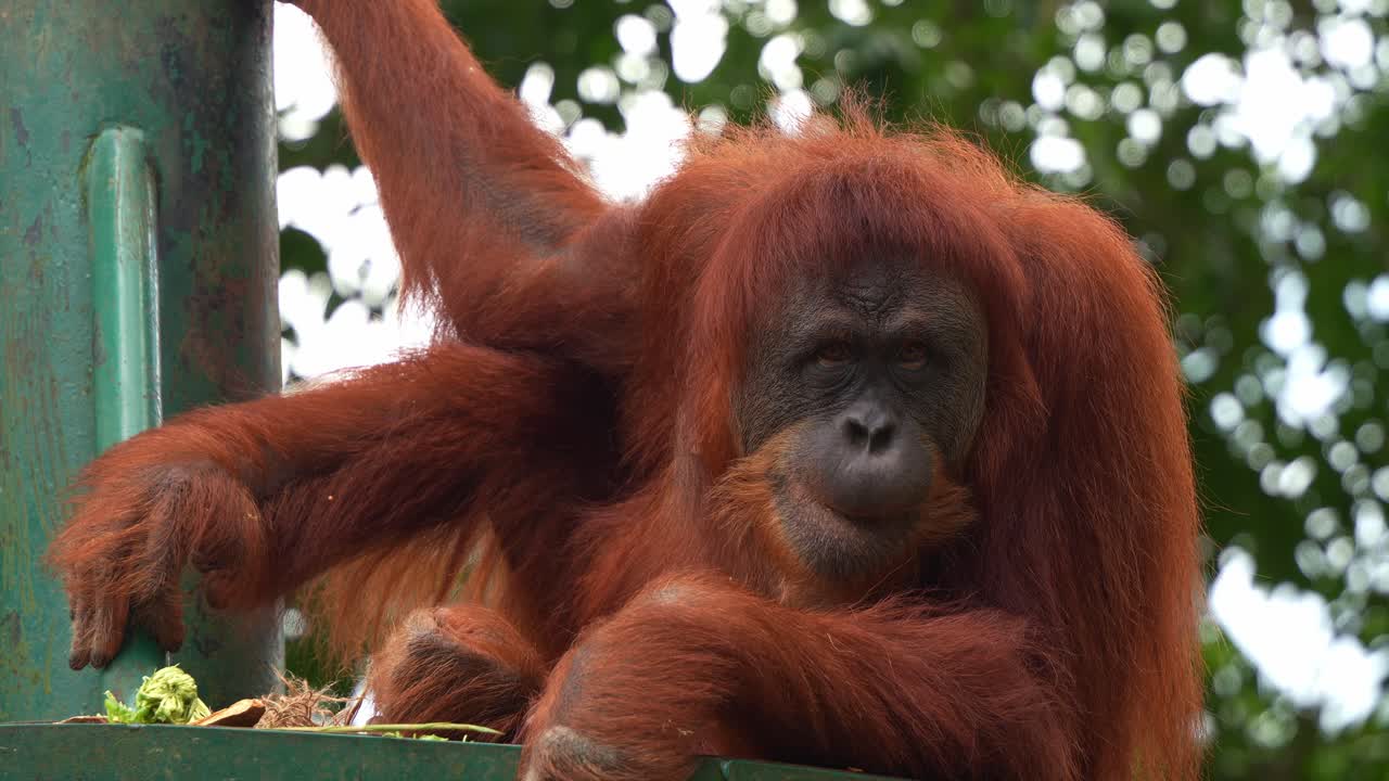 Orangutan sitting on the platform in a relaxing posture, chewing and curiously watching the surroundings, close up shot of critically endangered animal species.