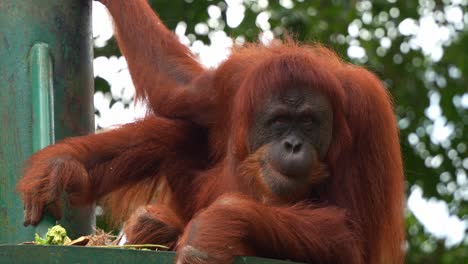 orangutan sitting on the platform in a relaxing posture, chewing and curiously watching the surroundings, close up shot of critically endangered animal species.