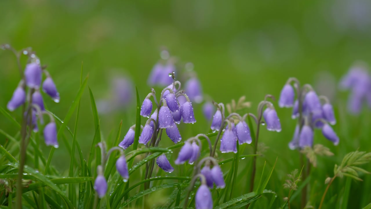 Taufrische lila Glockenblumen auf einer Wiese, Nahaufnahme mit weichem grünem Bokeh, Regentropfen haften an glockenförmigen Blütenblättern.