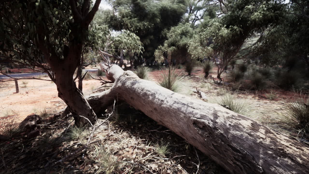 упавшее дерево в лесу