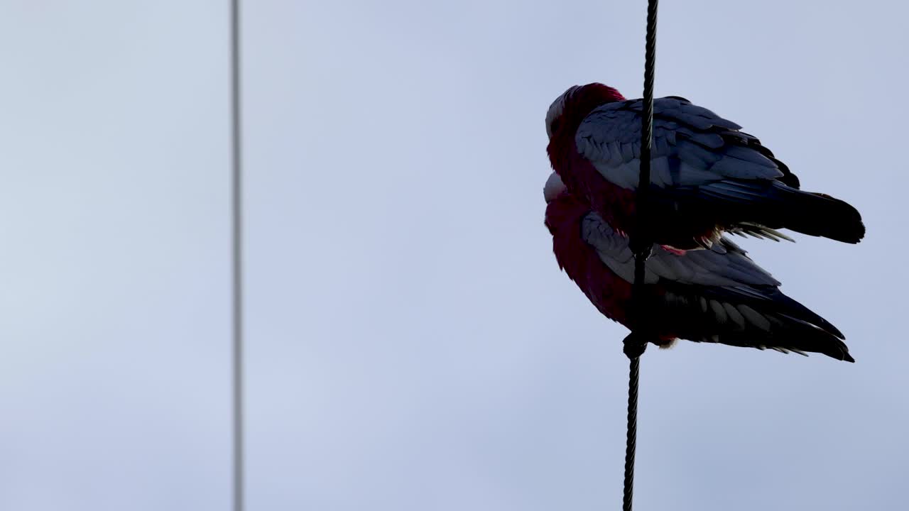 dos pájaros sentados cerca de un alambre