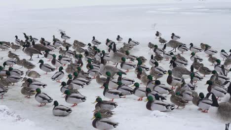 Collection-of-Mallards