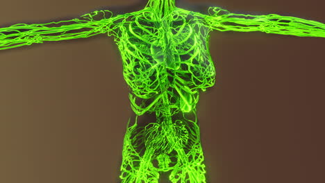 analysis-of-human-blood-vessels-anatomy-scan