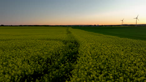 vista aérea de campos de colza con turbinas eólicas al atardecer