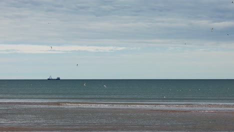 seagulls glide above a tranquil shoreline under overcast skies, with a large ship visible on the horizon. static wide shot, natural daylight