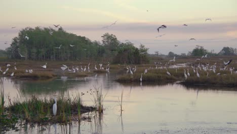 Gran-Paisaje-De-Reserva-De-Cipreses-Con-Pájaros-Voladores-Al-Amanecer