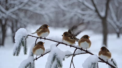 small birds perched on a snowy branch in winter