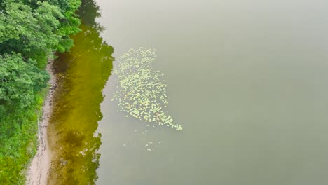 Lily-Pads-on-the-dark-surface-of-Mona-Lake-in-Norton-Shores