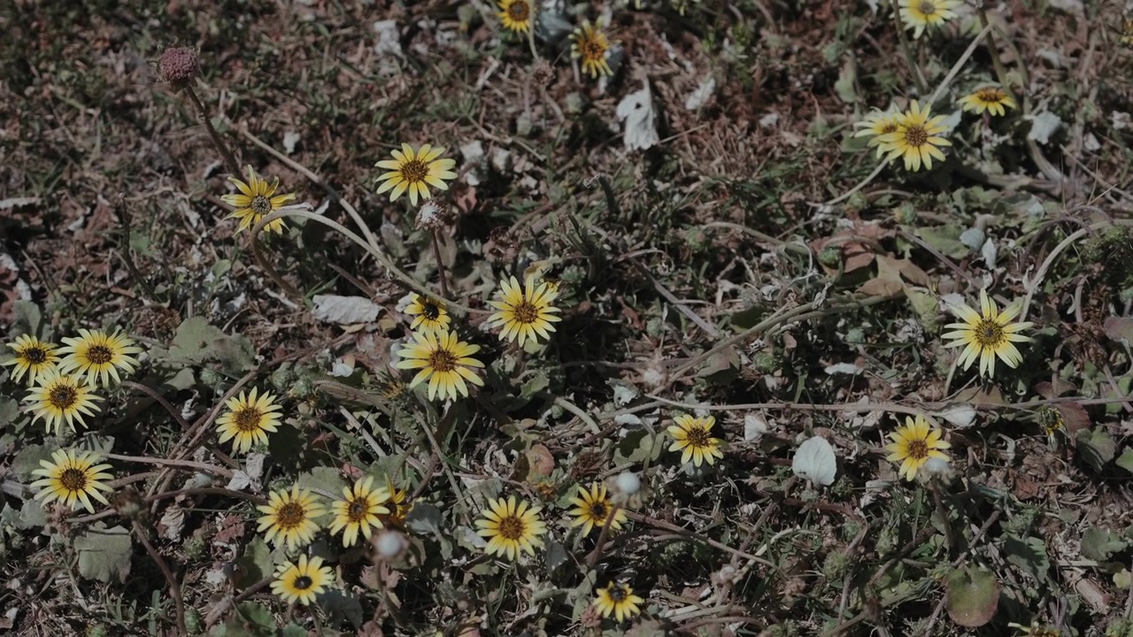 Piccoli fiori gialli che sbocciano su terreno arido con vegetazione sparsa