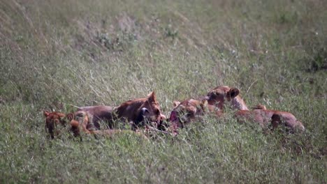 Static-view-of-a-lion-eating-while-others-rest-after-doing-the-same