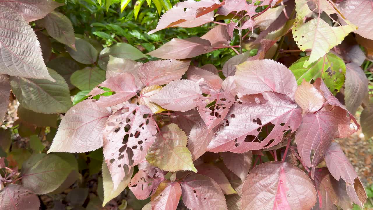 Nærbilde av røde Acalypha wilkesiana-blader som svaier forsiktig i naturlig utendørs dagslys