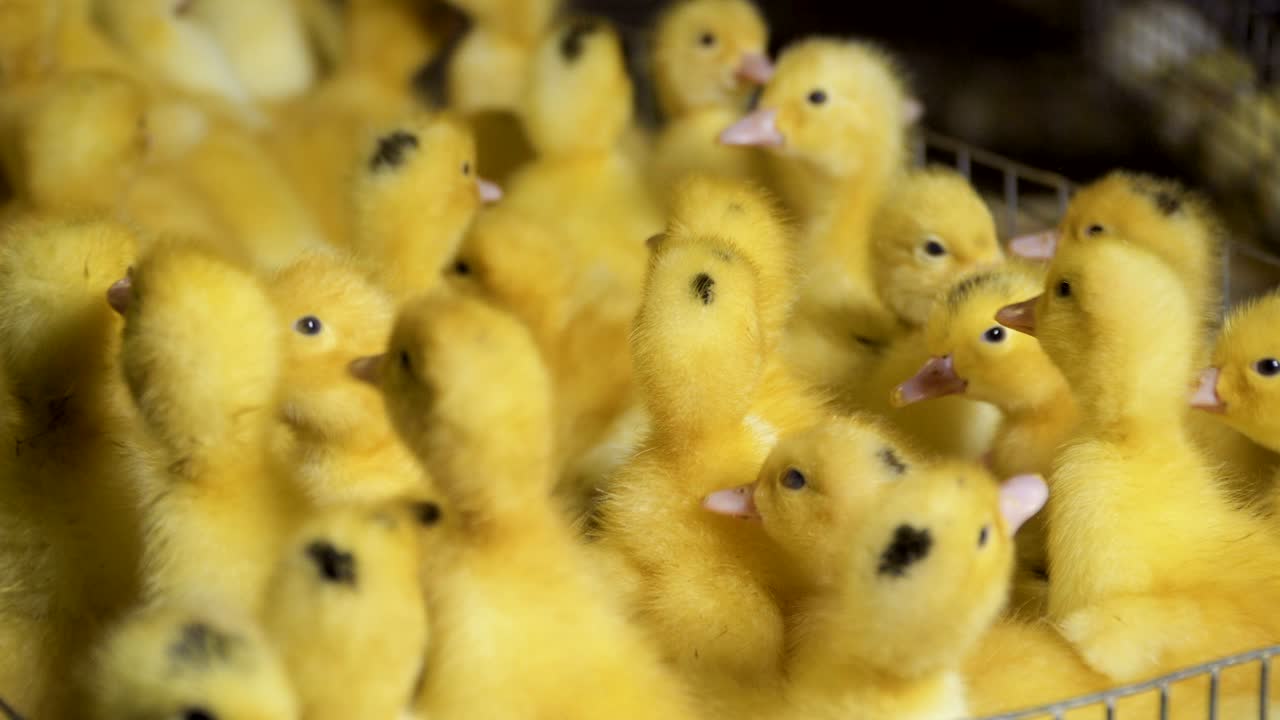 새로 태어난 오리 새끼의 무리