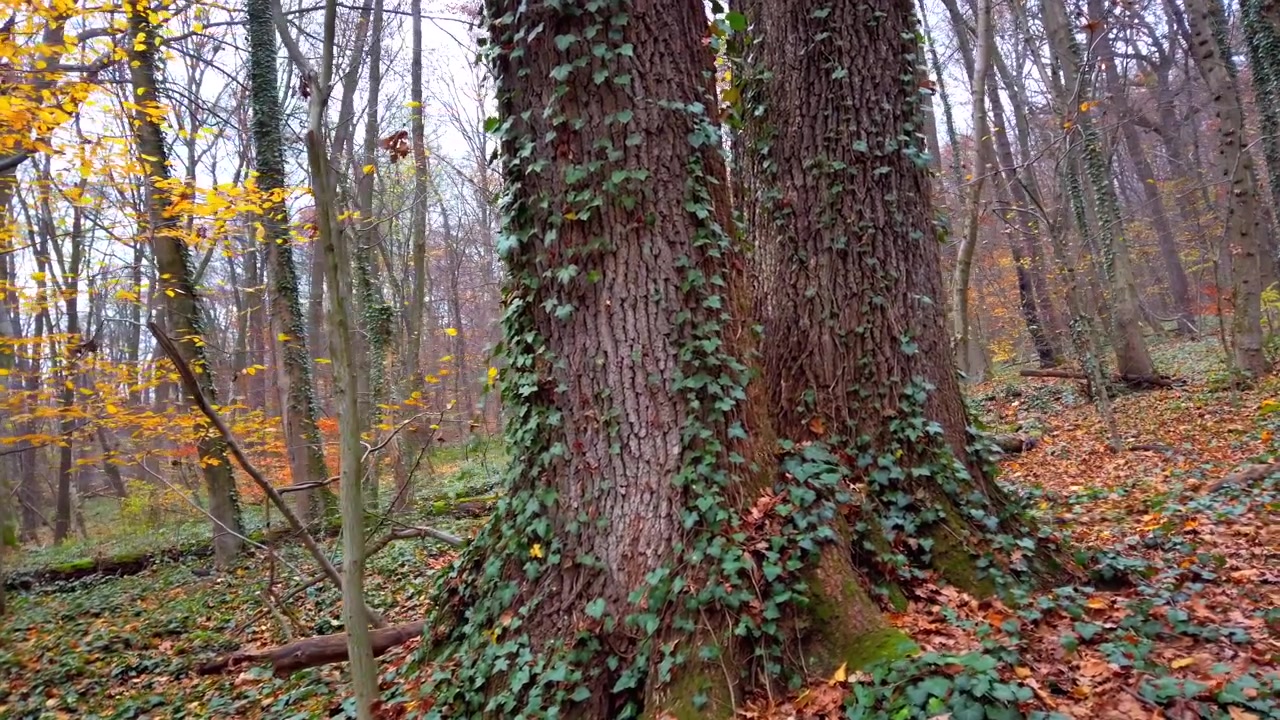 Alberi nella foresta autunnale