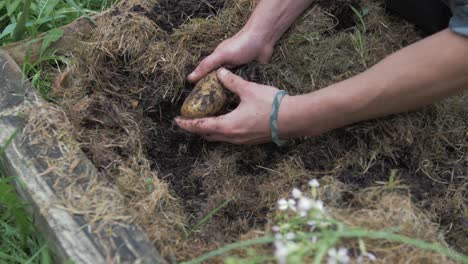 hands remove hay to reveal healthy organically grown potato