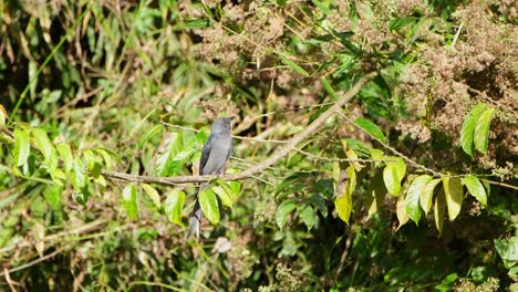 Mirando-Hacia-Arriba-Y-Hacia-Abajo,-Luego-Escanea-Por-Encima-Del-Objetivo-En-Una-Abeja,-Luego-Vuela-Y-Regresa,-Ceniciento-Drongo-Dicrurus-Leucophaeus,-Parque-Nacional-Khao-Yai,-Tailandia