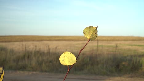 single bush branch with a couple leaves at the roadside in autumn