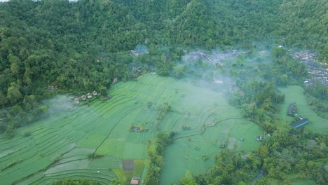 high 4k drone descending shot over rice fields in sidemen, bali with fog and mist. traditional farming and balinese rural life from above.