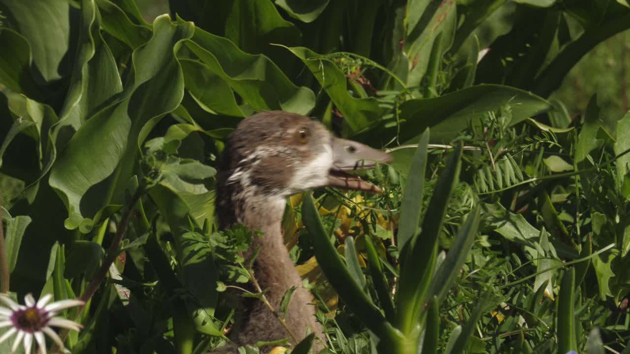 닫기: 퍼지 이집트 거위 고슬링은 높은 녹색 식물을 충분히 먹습니다.
