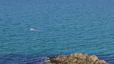 hand-held shot of a small fishing trawler heading out to sea off the coast of newquay