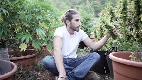Man Inspecting Cannabis Plants in a Garden
