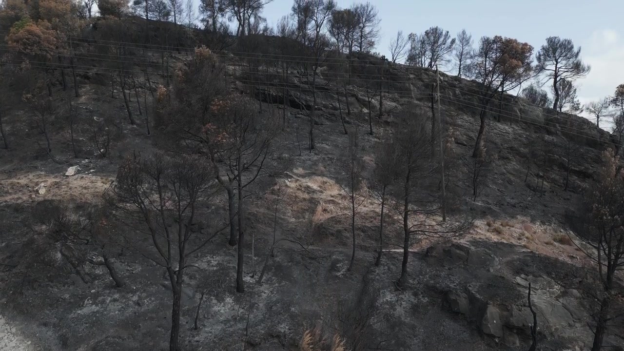 Devastating aftermath of a forest fire in a mediterranean ecosystem in La Pobla de Claramunt, Catalonia. The scene shows charred trees and scorched earth, a somber environmental tragedy