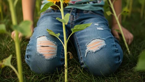 a serene encounter in a sunflower field: a child kneeling amongst vibrant blooms, capturing the beauty of nature and youthful innocence