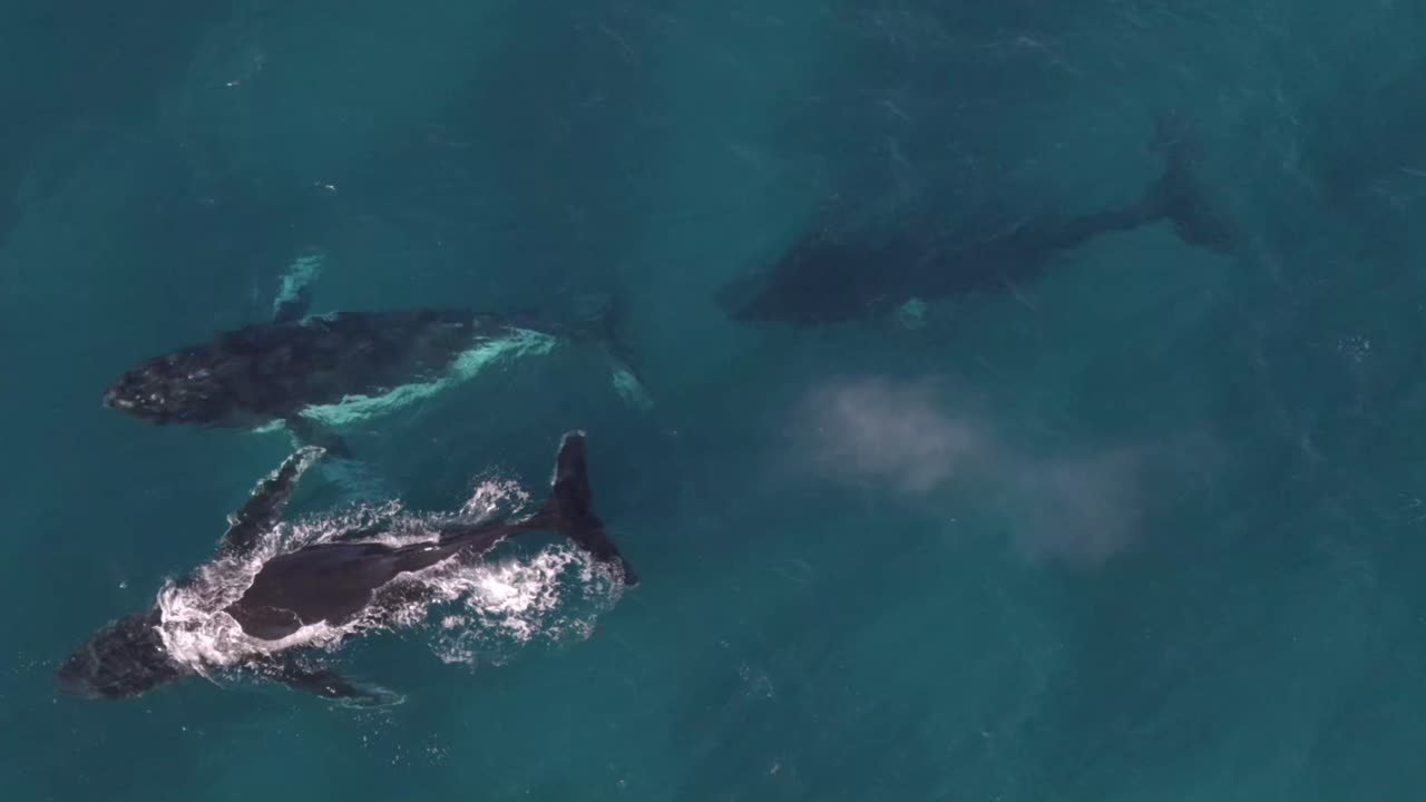 imágenes aéreas de primer plano de un grupo de ballenas jorobadas en castle rock, australia occidental