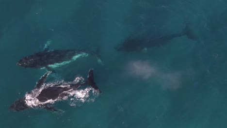 closeup aerial footage of group of humpback whales at castle rock, western australia