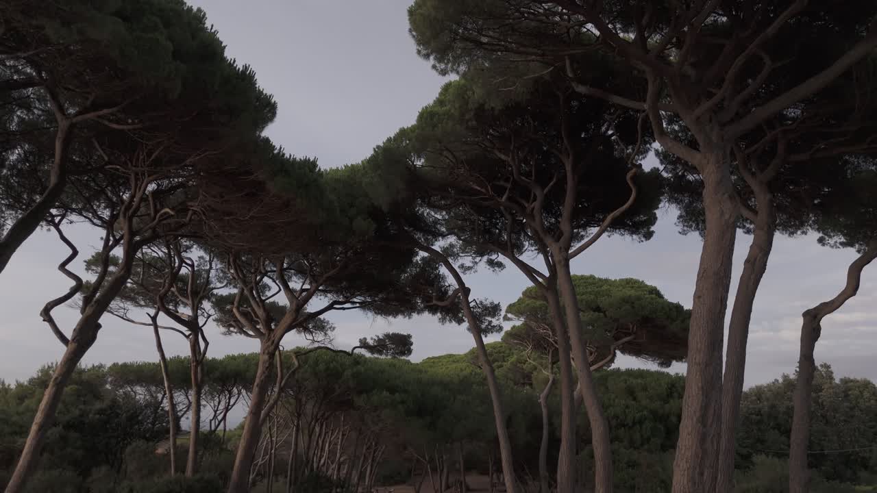 Drone flies inside the Pine forest of Baratti, Tuscany, Italy