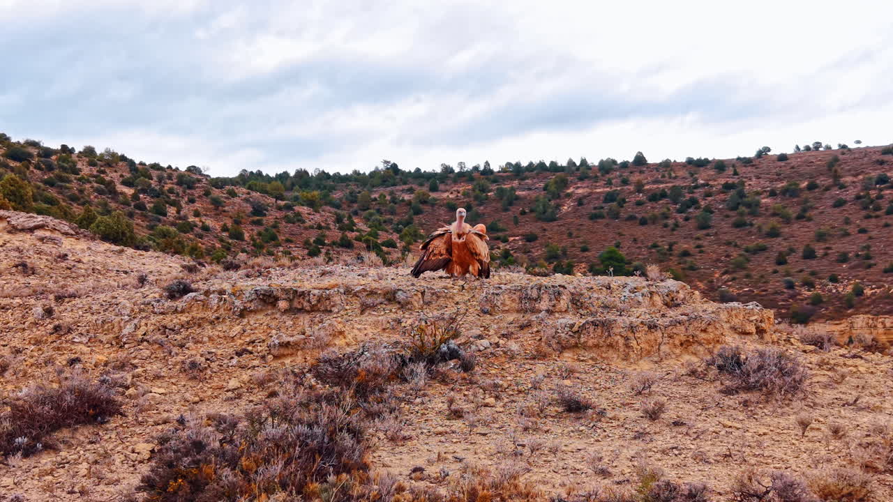 Griffon vulture with spread wings on desert plateau. Large bird of prey standing on rocky ground in arid landscape of Teruel