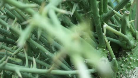 closer view and smooth left side truck camera movement from an adenia globosa plant