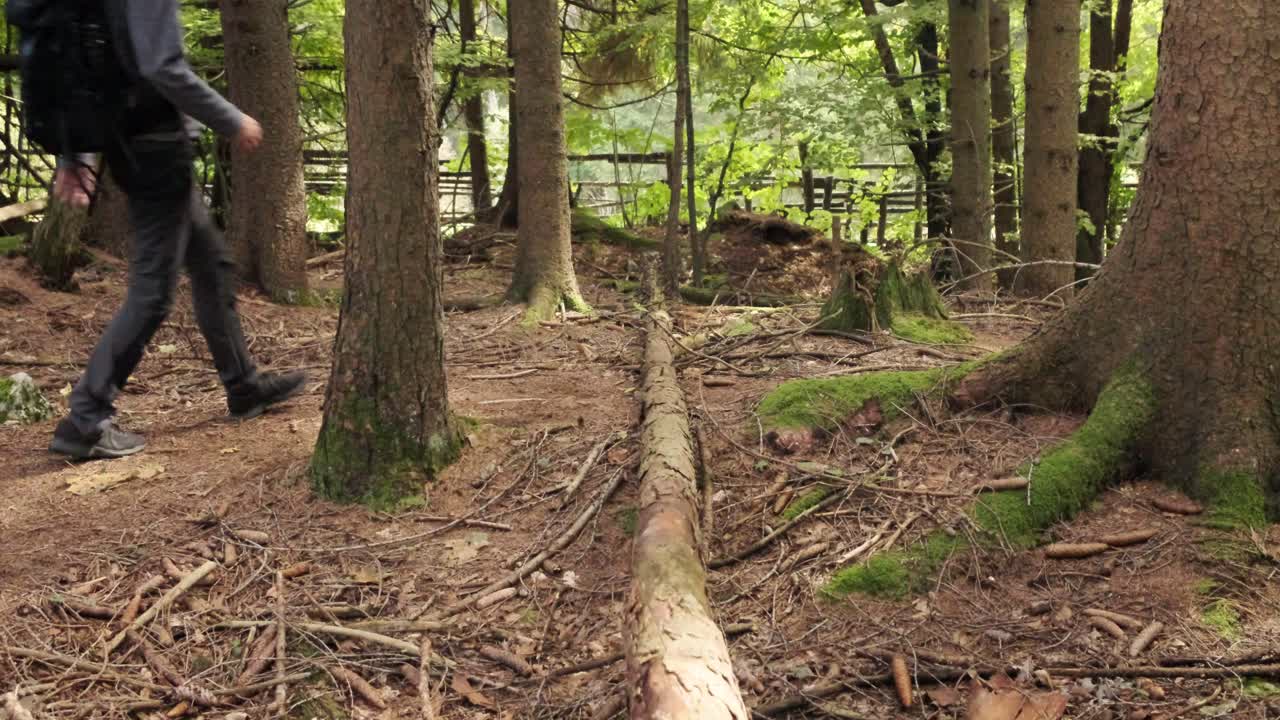 triglav 국립 공원에서 봄 동안 슬로베니아의 pokljuka 협곡을 걷는 남자