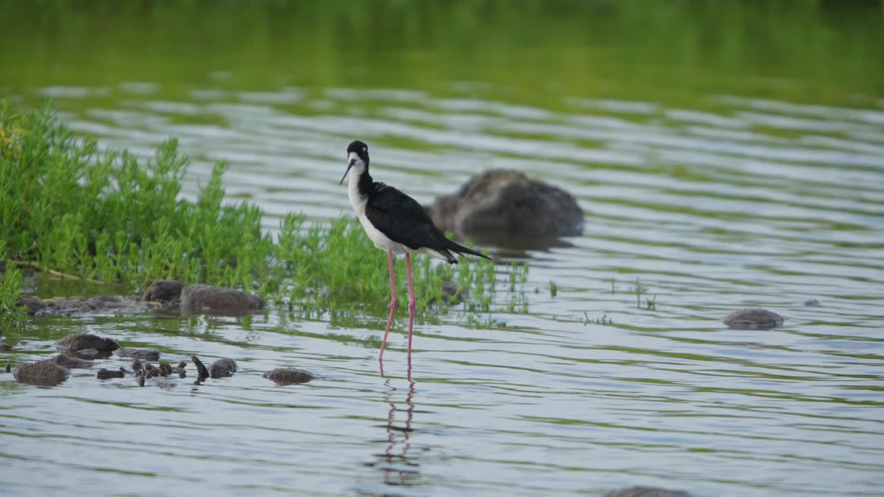 습지 에서 검은 날개 의 스트