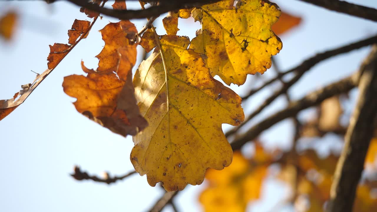 primer plano de hoja seca en una rama de roble en otoño