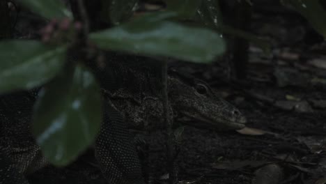 Water-monitor,-Varano-acuático,-closed-up-head-on-sticking-out-tongue-at-dusk-on-the-rain-forest-floor