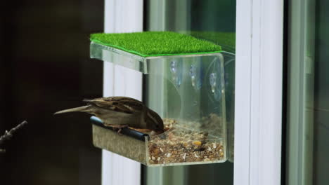 sparrow feeding from a birdbox