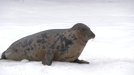 plump grey seal hopping out of gap in frozen surface of winter lake - medium slow-motion shot