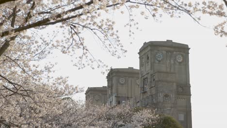 La-Mejor-Flor-De-Cerezo-En-Yokohama